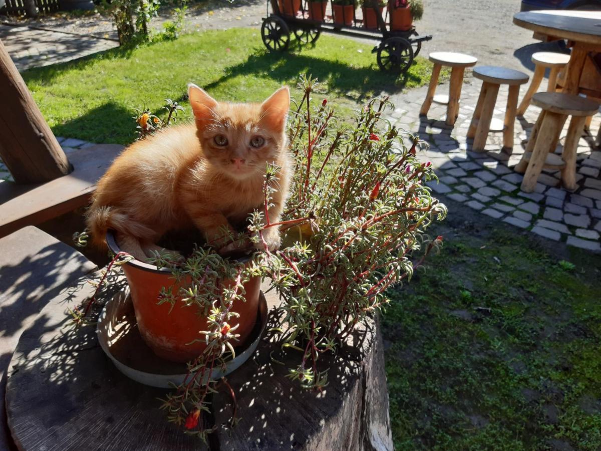 Pensiunea Bordás Panzió Sfântu-Gheorghe Exterior foto